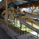 museo-nacional-de-historia-natural-4