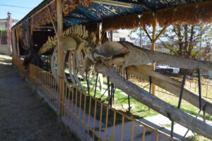 museo-nacional-de-historia-natural-4