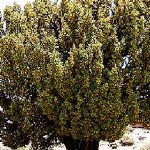 セロ・デ・ケヌアス-1